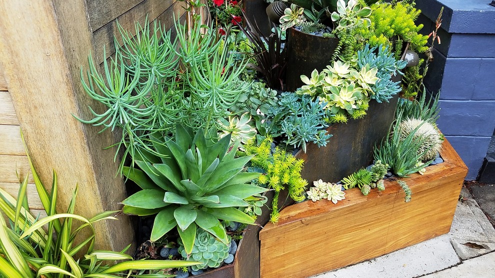 Succulent garden with custom weathered steel and hardwood planters