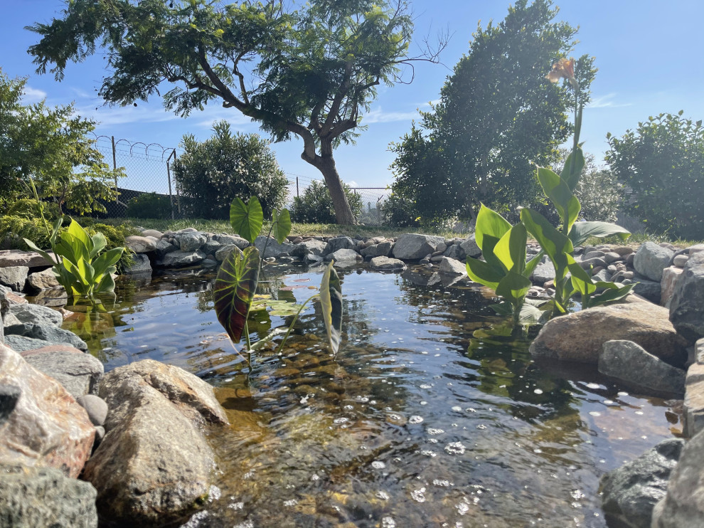 Cette image montre un grand jardin à la française arrière méditerranéen au printemps avec un bassin, une cascade, une exposition ensoleillée, des galets de rivière et une clôture en bois.