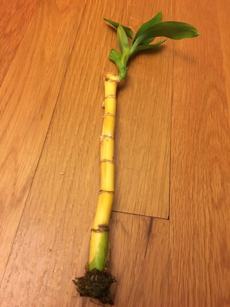 Your Top Questions About Lucky Bamboo Care Answered