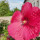 webuser_964969080