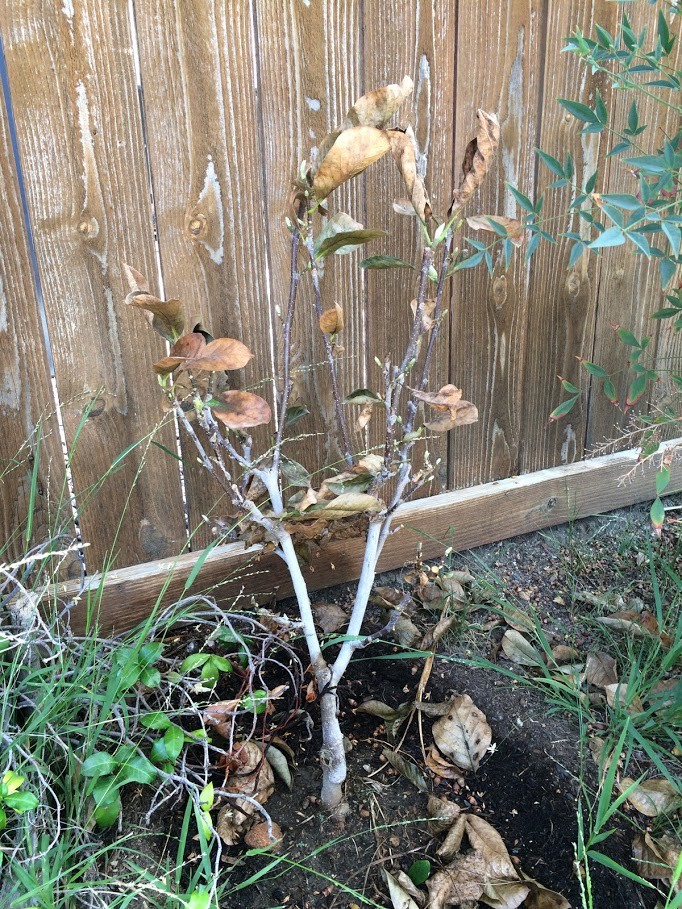 Pink Dwarf Magnolia leaves turn brown