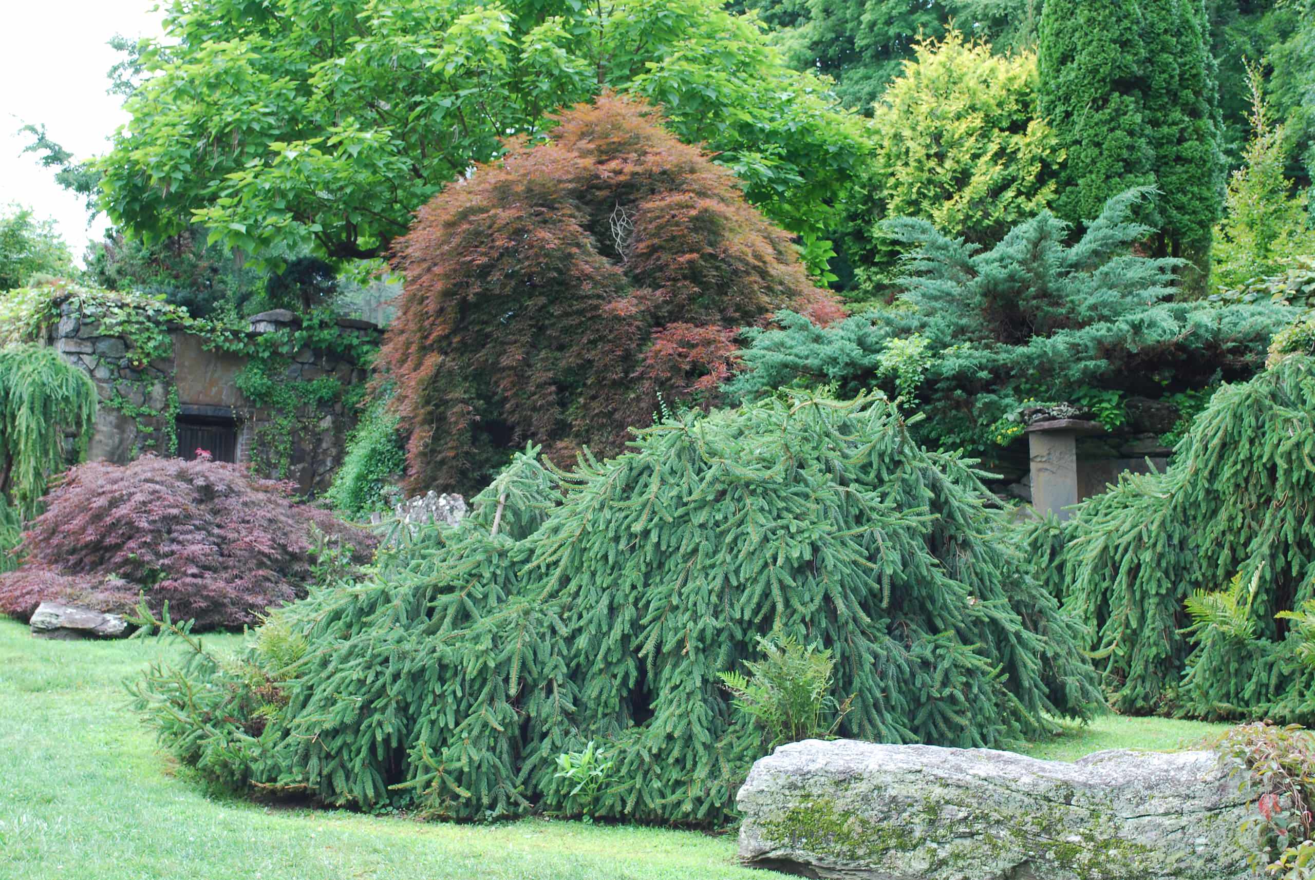 Weeping Norway spruce, maples and junipers at Innisfree.