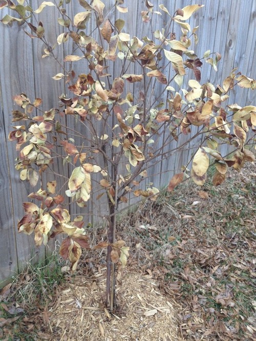Coldhurt Gardenia is it really dead?