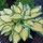 Last commented by bchosta 8b west coast canada