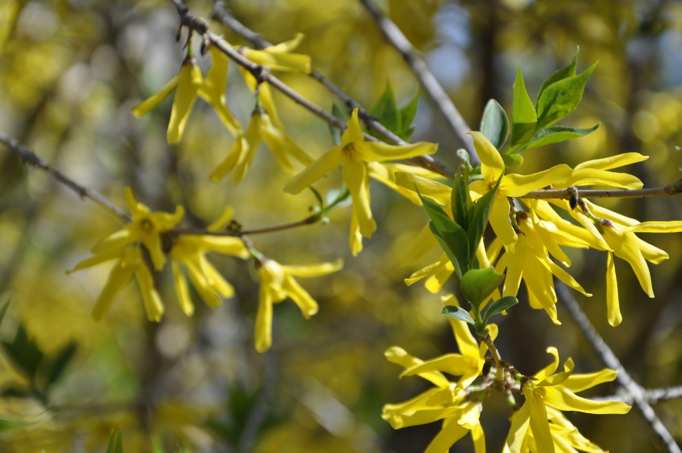 кп. "Архангельское" - Уход за садом - 100% качество!