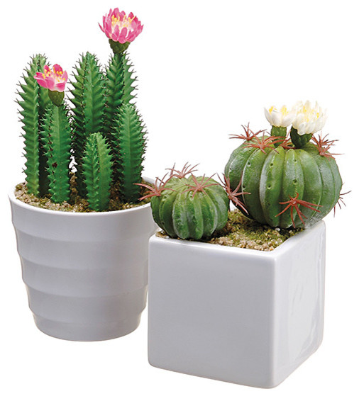 Cactus Arrangement Set