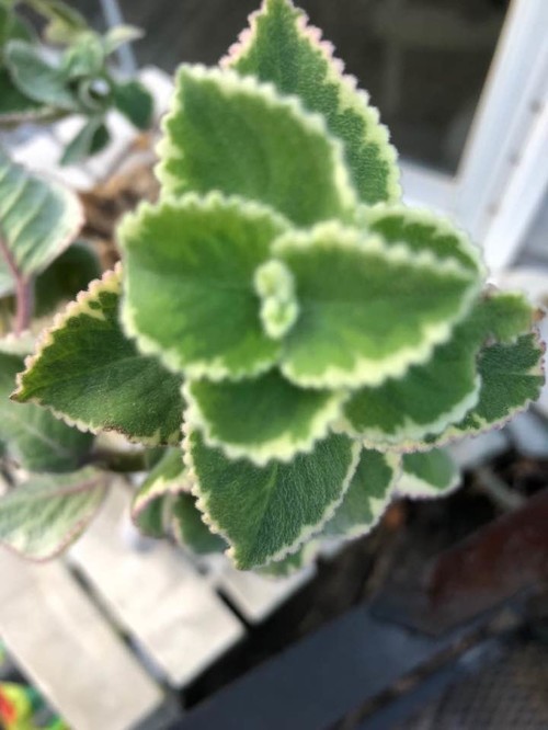plant with fuzzy green leaves/white border