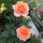 Lige(Montreal zone 5a)