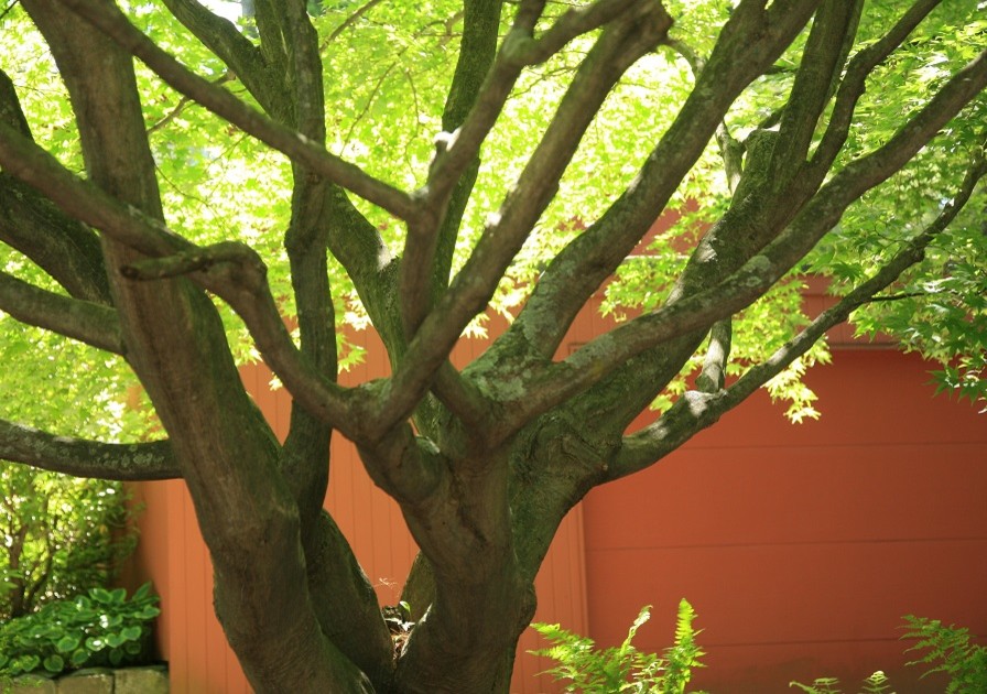 Mature Japanese maple