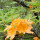 Katie Zone 6b/7a NC Mountains