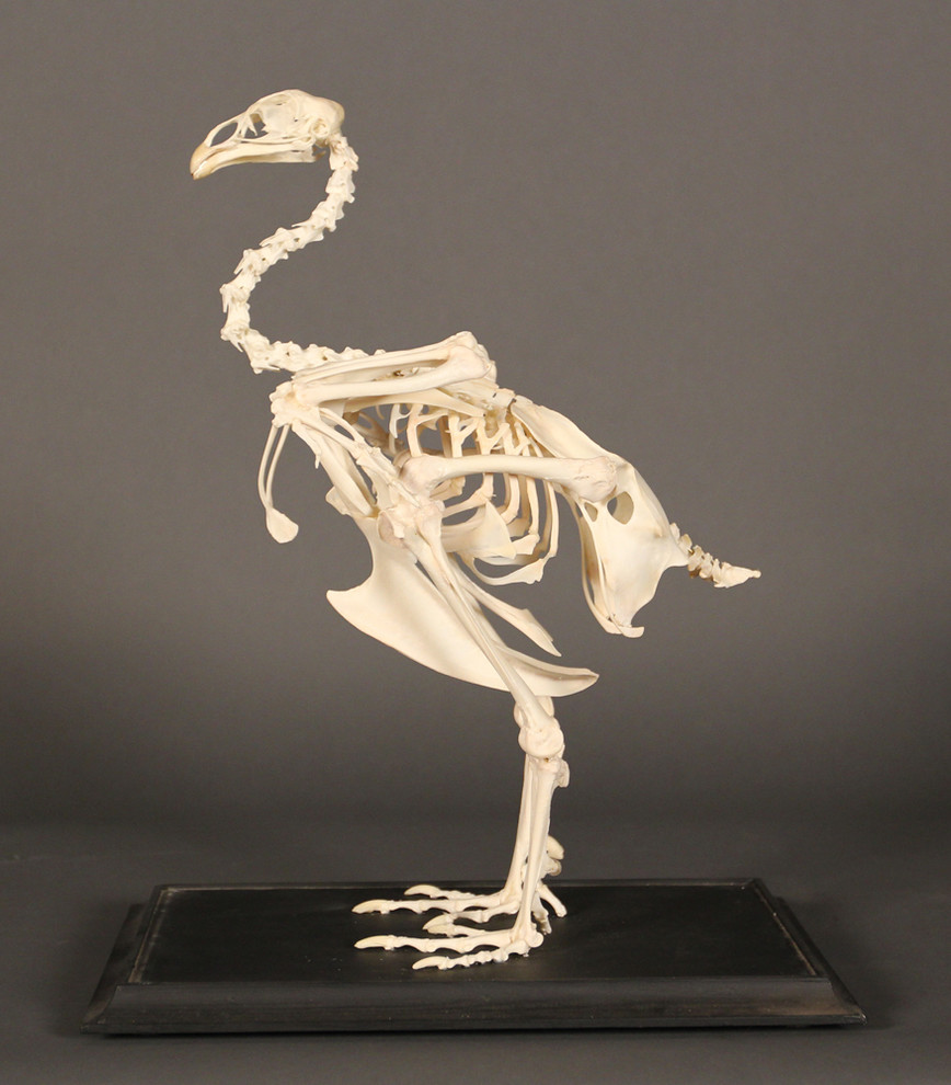 Female Dekhaan (large chicken) Skeleton