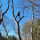 NC Trees and More