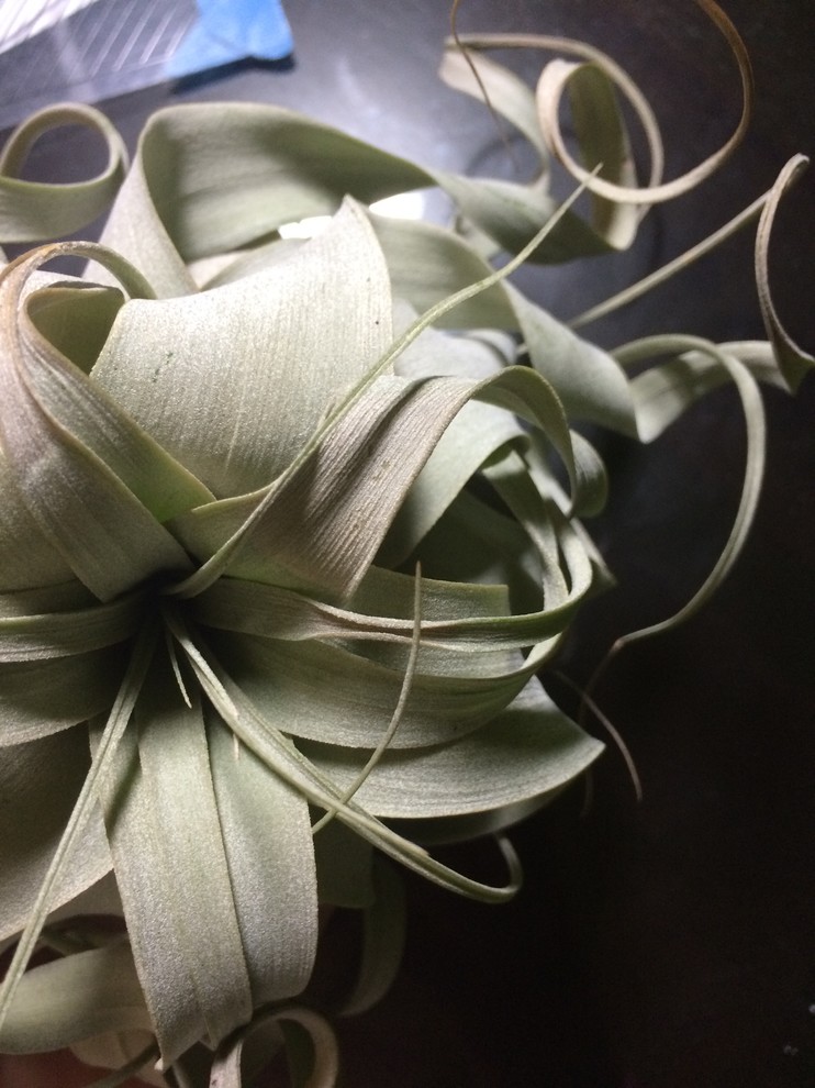 Brown spots on tillandsia? | Houzz Forum