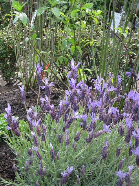 Laurelhurst Residential traditional-garden