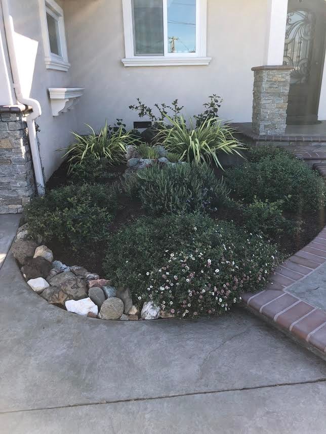Front Yard Landscape & Planters