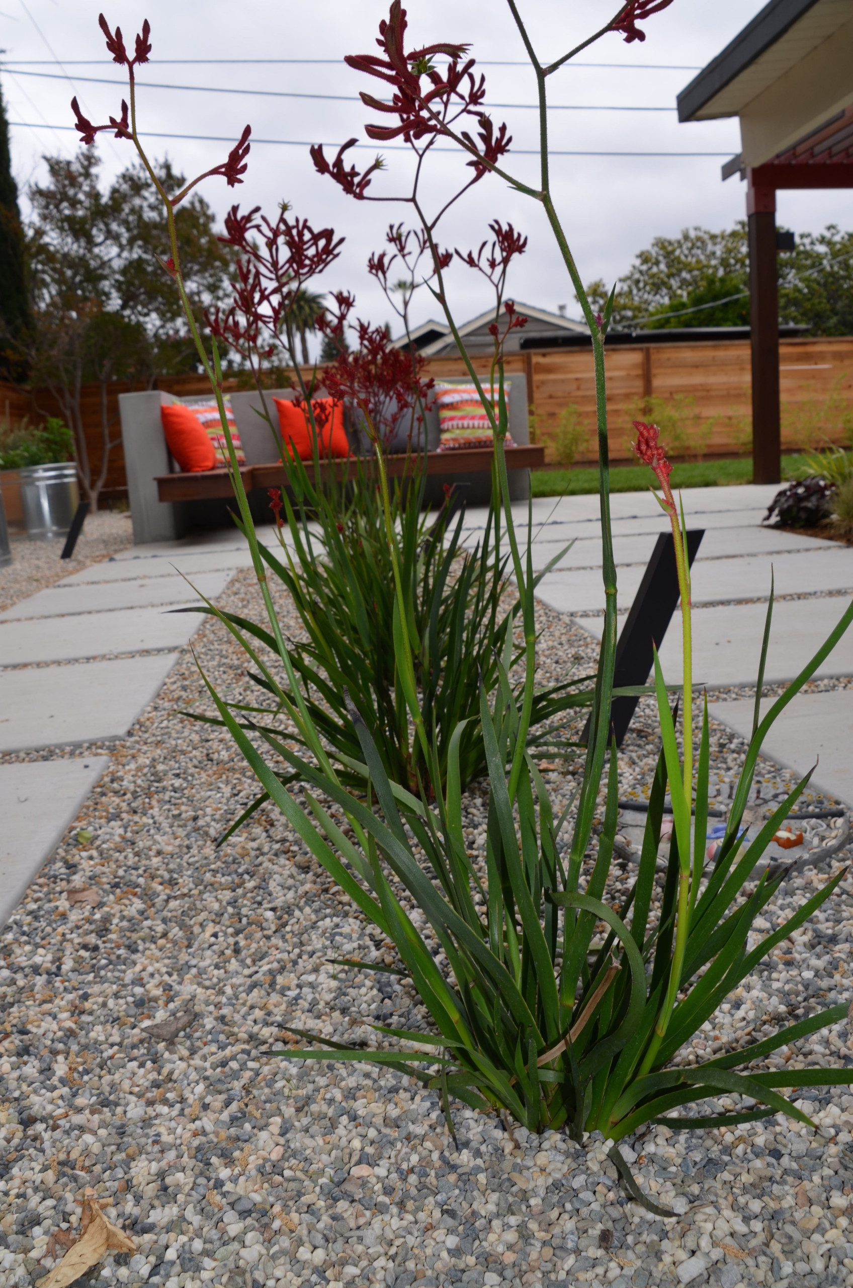 Willow Glen Eichler