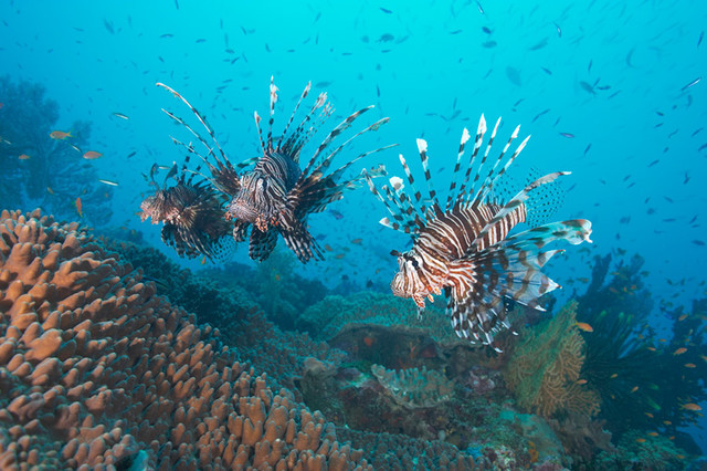 Three Lionfish Over Coral Garden 2 Wall Mural
