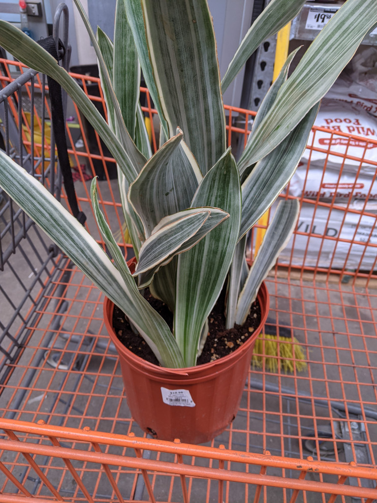 ID for this beauty seen at Home Depot | Houzz Forum