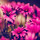 mohsen_abolghasemi
