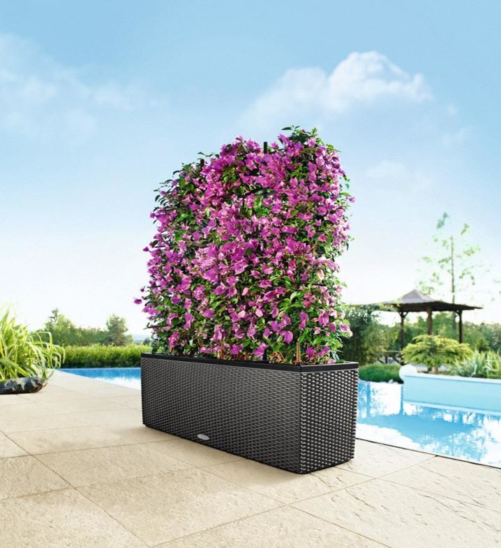 Зеленая перегородка