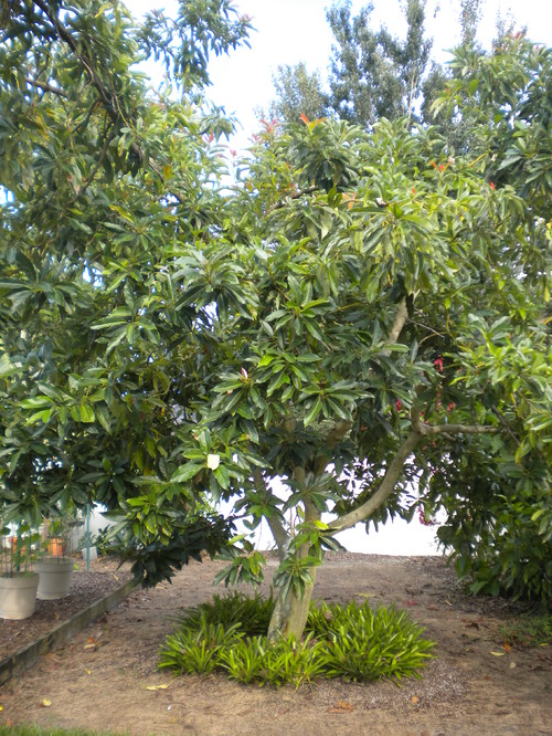 Brogdon Avocado Ripening