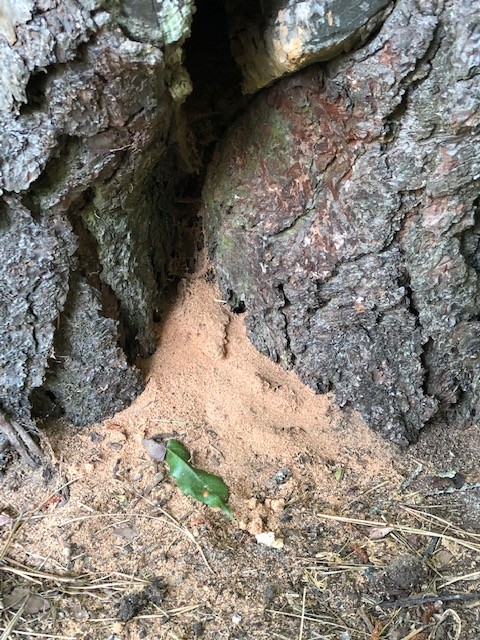 Sawdust at base of large pine | Houzz Forum