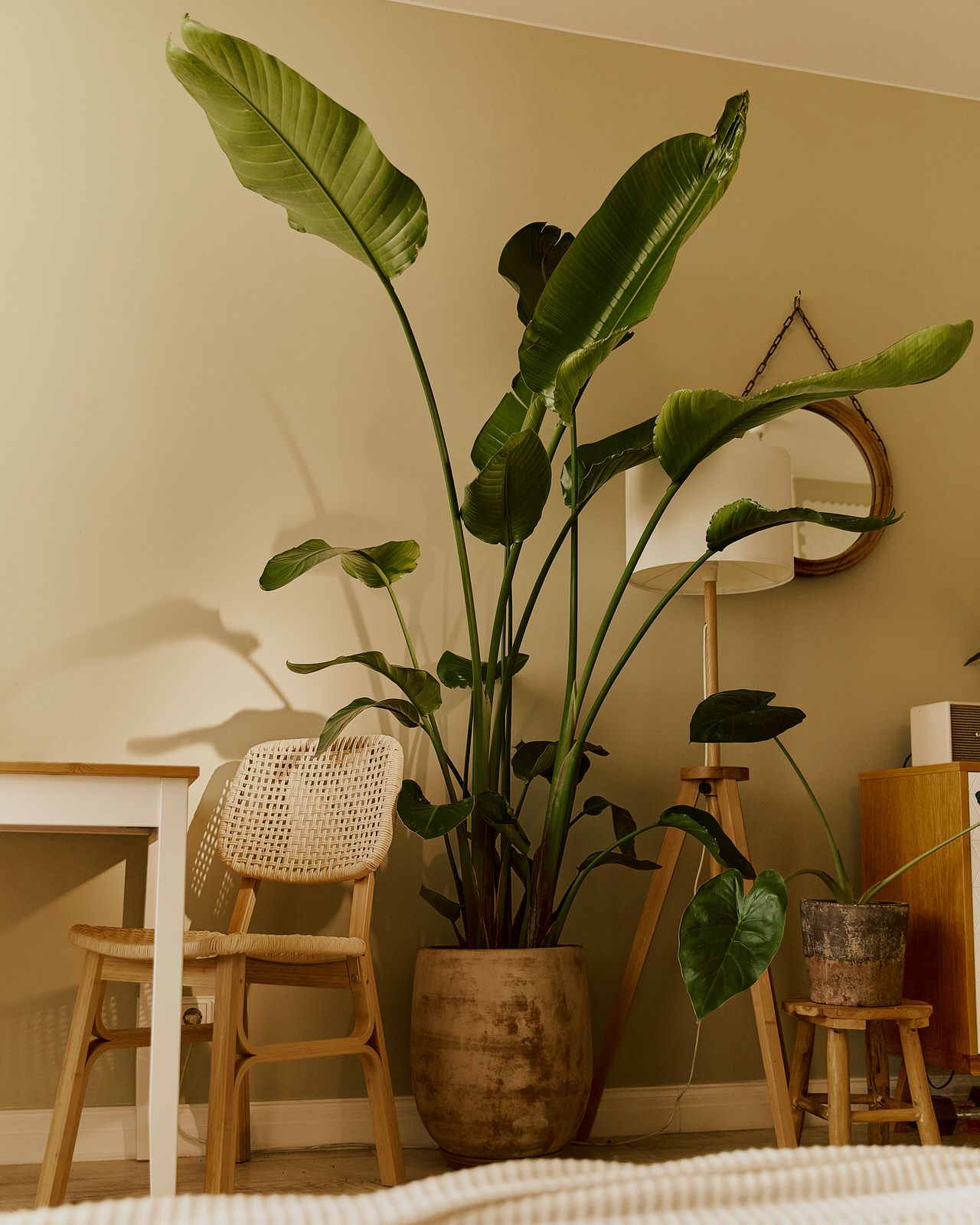 Озеленение квартиры-студии