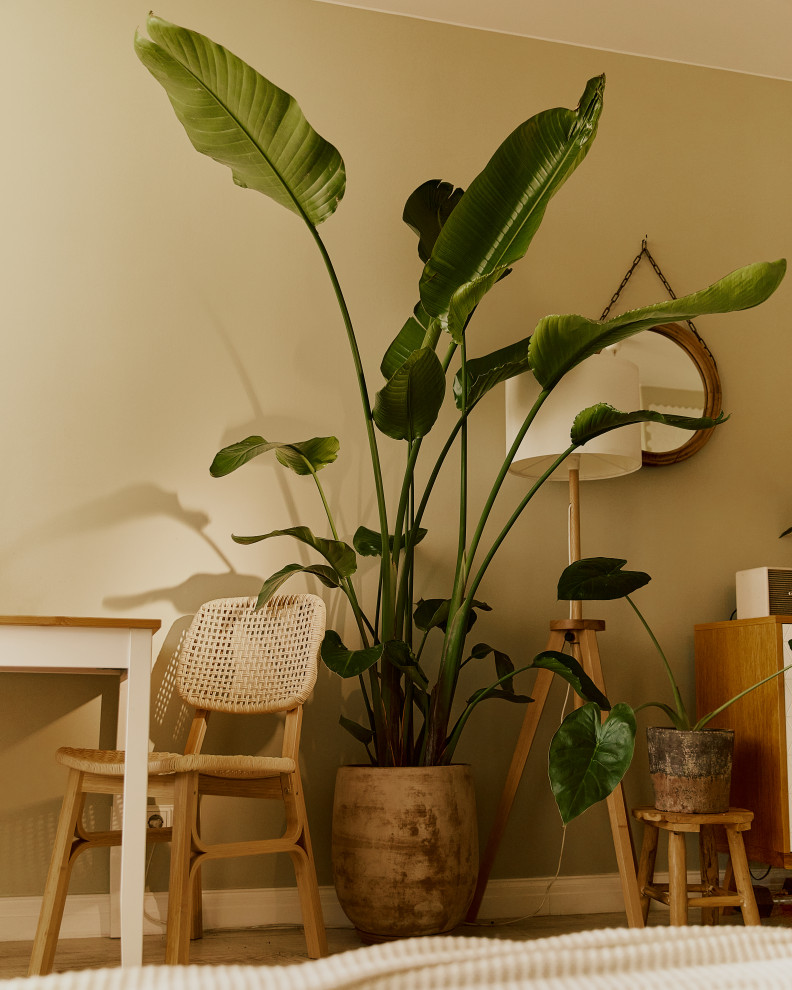 Озеленение квартиры-студии