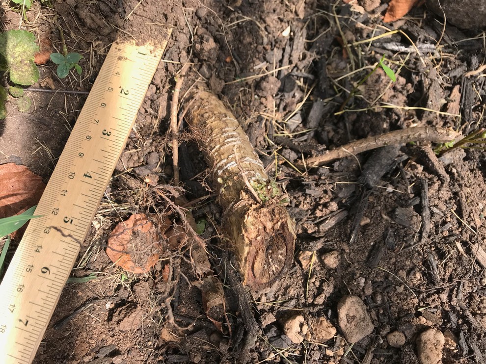 How to kill Wisteria roots?