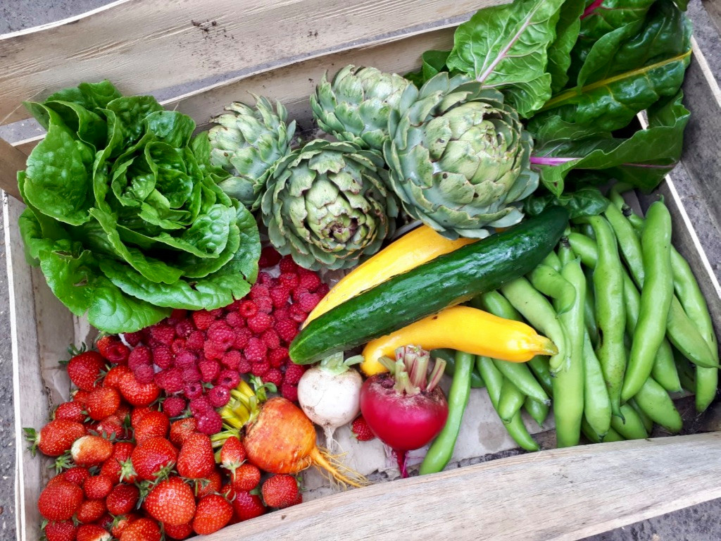 Vegetable Garden Maintenance Project
