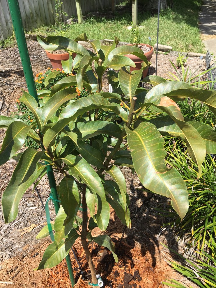 Coconut cream mango tree?