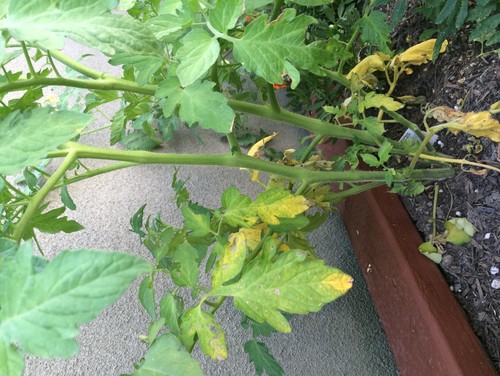 Tomato Plants Turning Yellow At The Bottom - Young Tomato Plant Leaves Turning Yellow