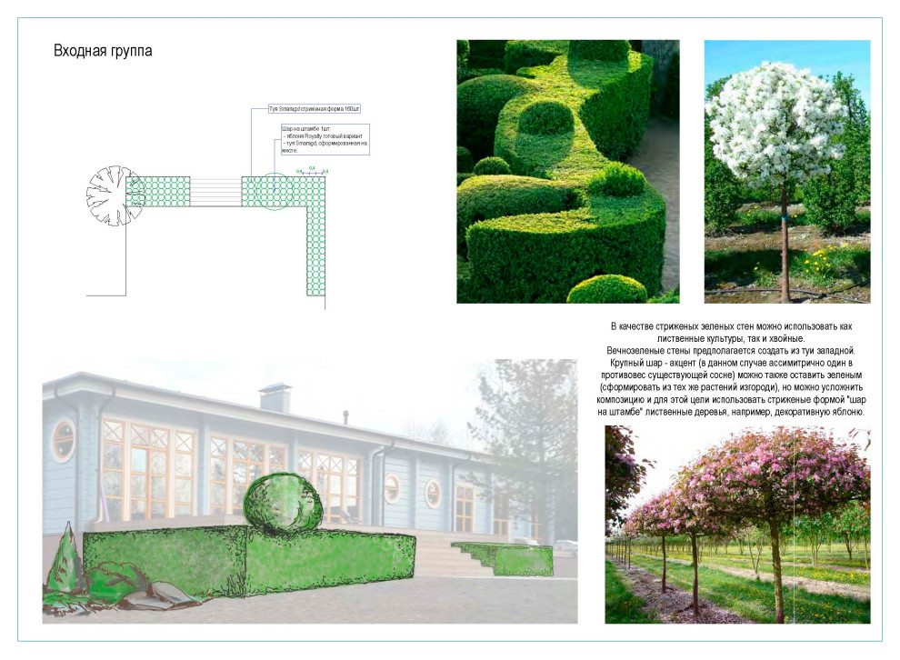 Дендрологический  план. Фрагмент.