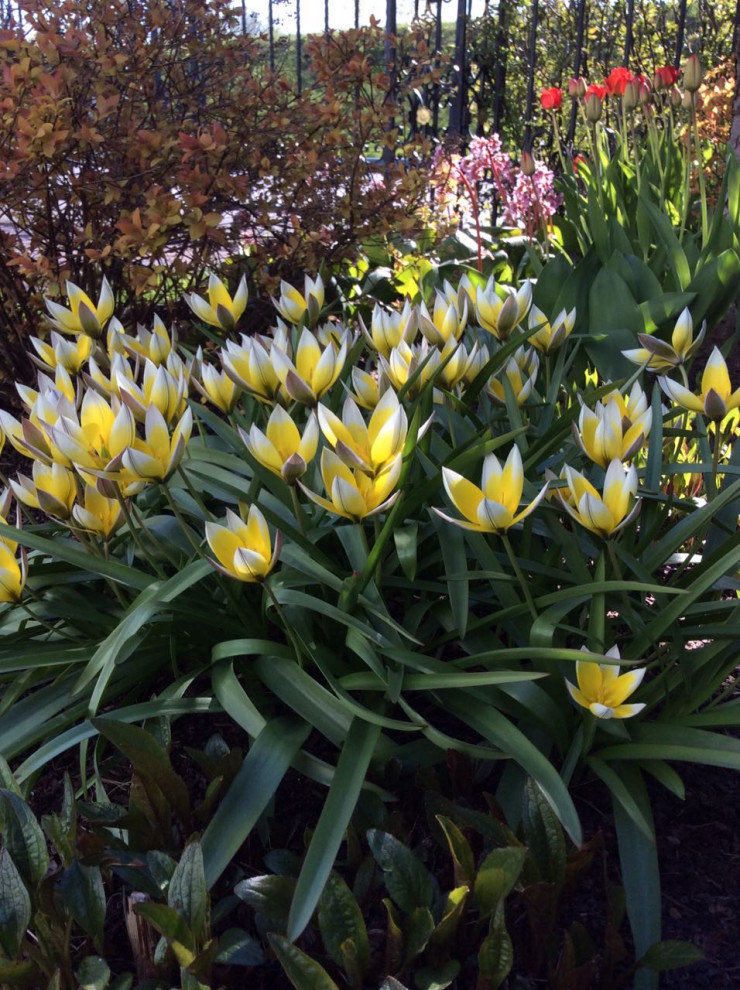 северный версаль