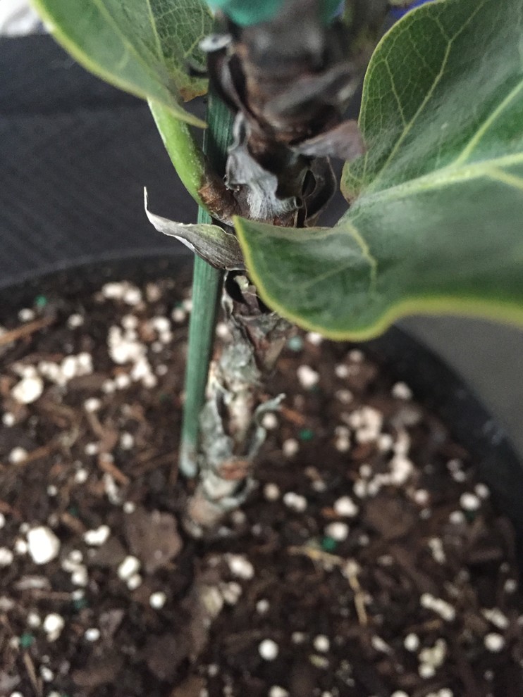 Fiddle Leaf Fig stem growths