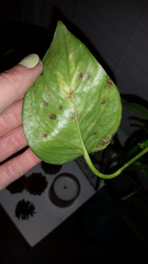 Dark Spots On Pothos' Leaves...What's Wrong? Please Help!