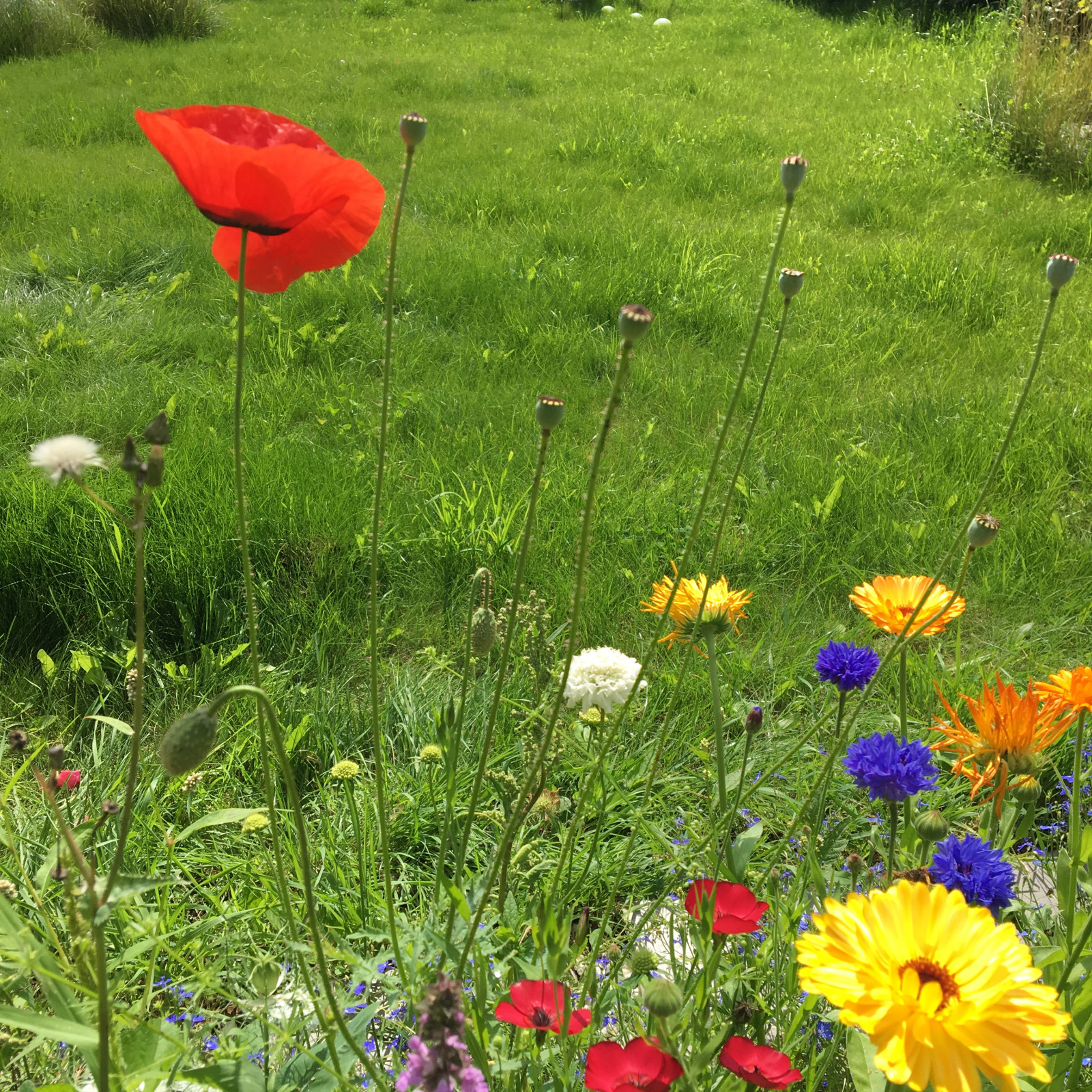 Цветники в природном стиле