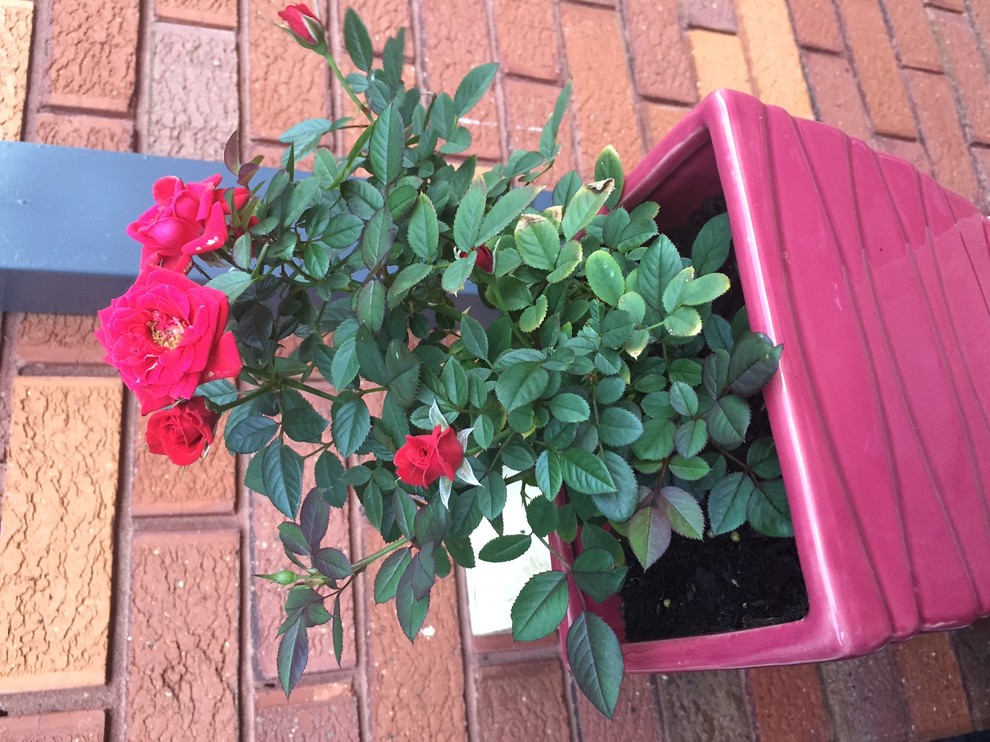 How to prune/care for miniature roses in temperate climates