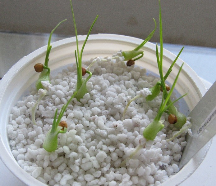 First time growing from seeds