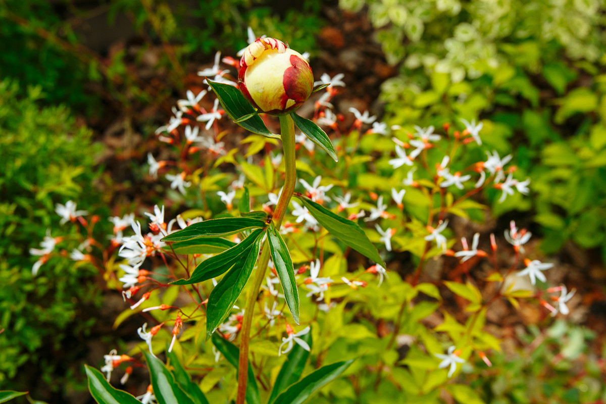Сад "Витражи". Серебряная медаль конкурса "Ландшафтная осень-2016"
