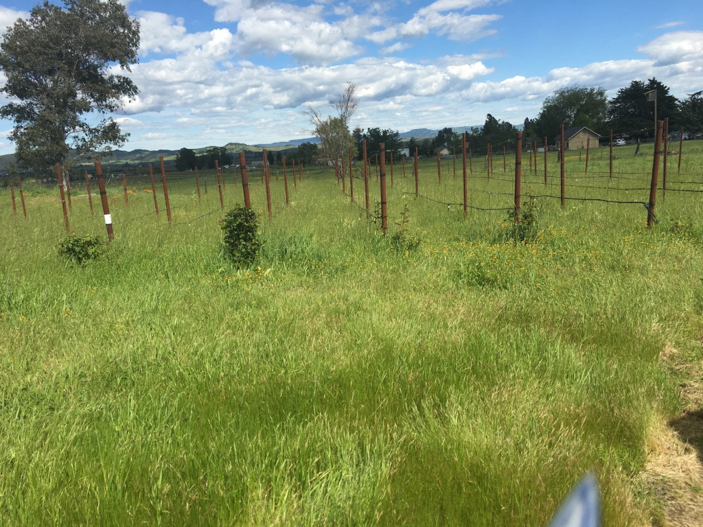 Before: Untamed Meadow and Vineyard Setting