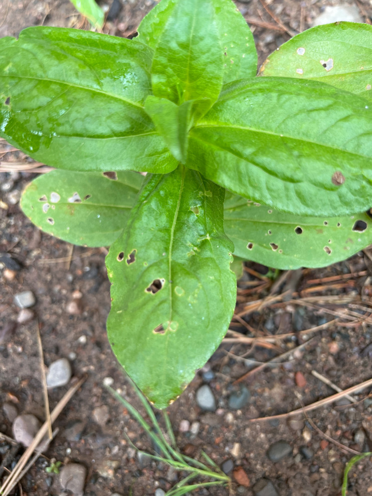 Why are my zinnia seedlings getting holes in the leaves?