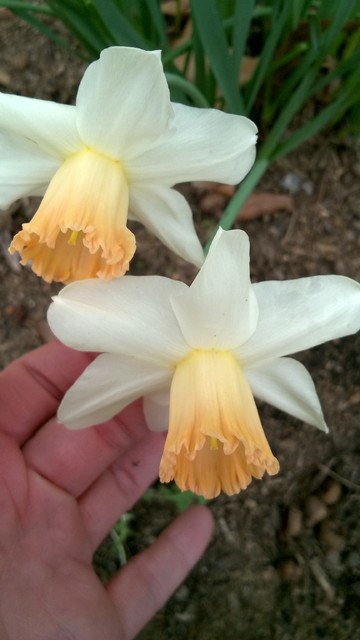 Daffodils 