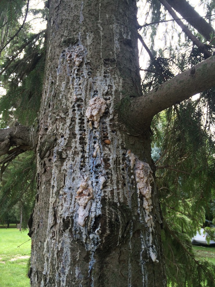 Scotch Pine and Spruce disease