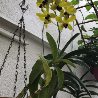 black spots on orchid flowers