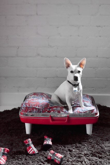 Bricolage et décoration - Panier pour chien avec une vieille valise 🐶❤️ 24  idées récup pour réutiliser des objets que vous pensiez bons pour la  poubelle