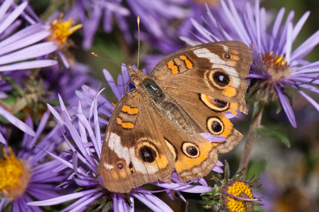 Symphyotrichum novae-angliae (New England Aster): Minnesota Wildflowers