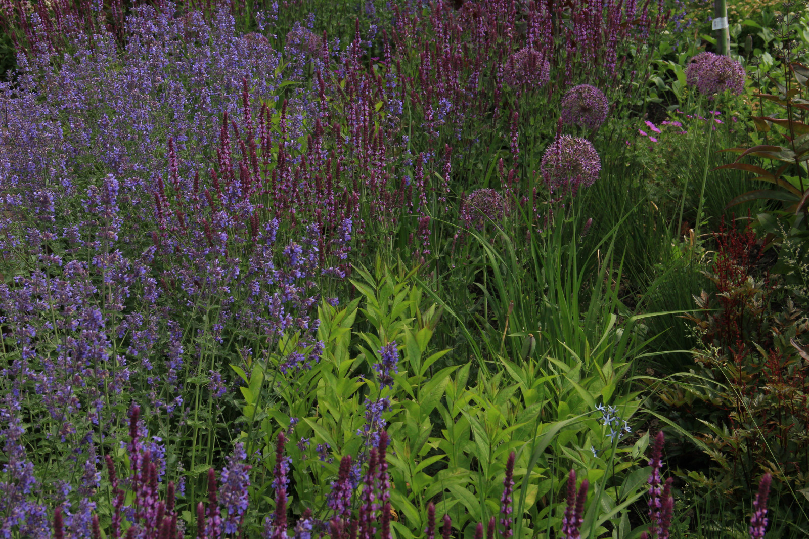 Злаковые цветники