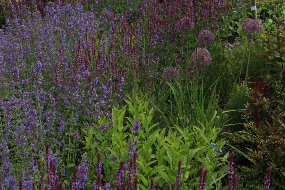 Злаковые цветники