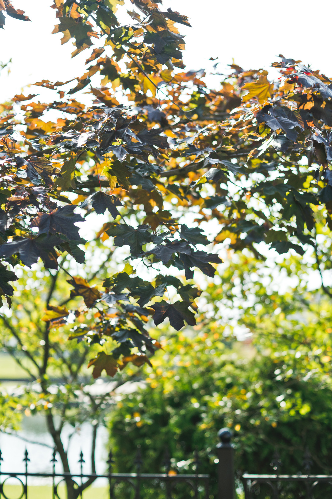 Современный сад на Успенском шоссе